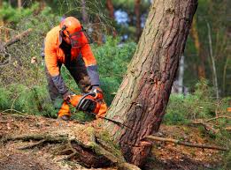 How Our Tree Care Process Works  in New Castle, CO