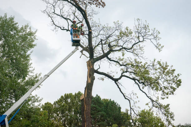 New Castle, CO Tree Services Company