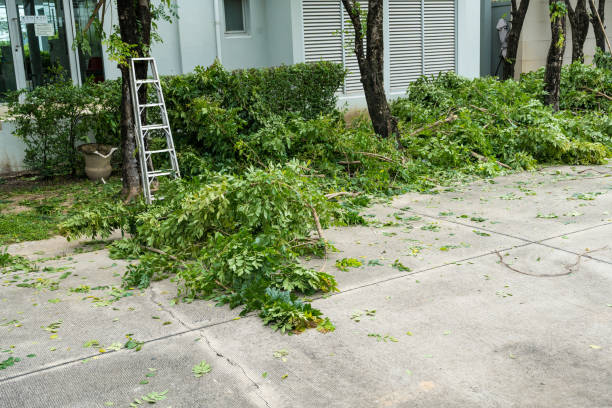 Best Hazardous Tree Removal  in New Castle, CO