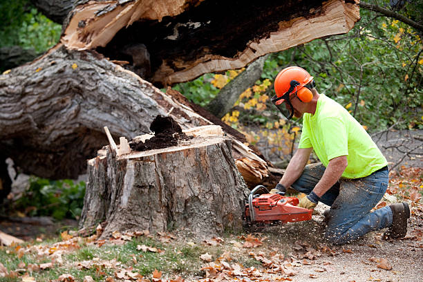 Best Root Management and Removal  in New Castle, CO