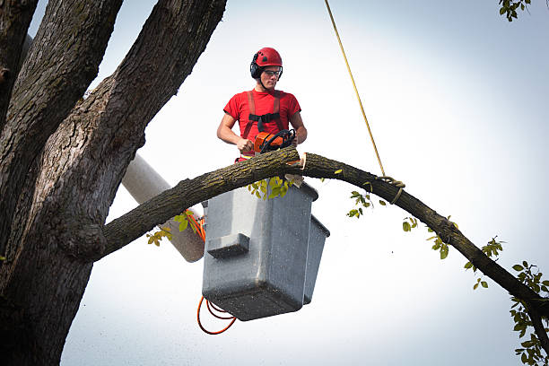 Best Tree Removal  in New Castle, CO